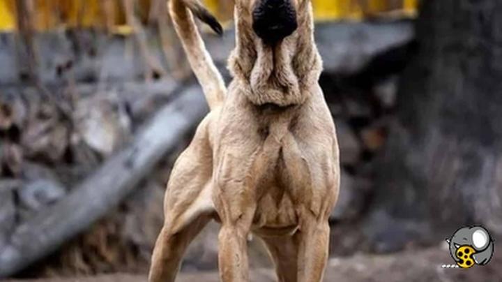 سگ ایرانی 